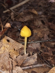 Entoloma murrayi
