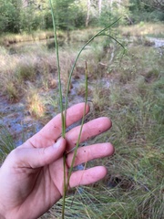Juncus brachycephalus