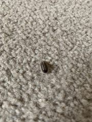 Armadillidium vulgare