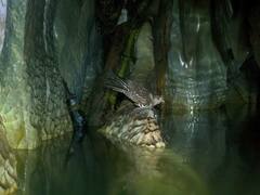 Steatornis caripensis