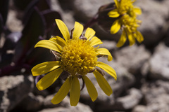 Senecio soldanella
