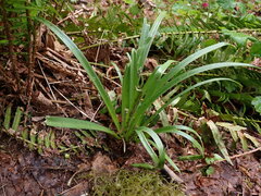 Hyacinthoides hispanica