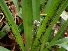 Hyacinthoides hispanica