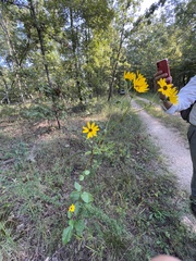 Helianthus silphioides