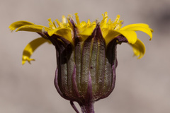 Senecio soldanella