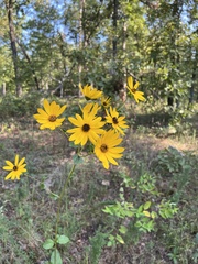 Helianthus silphioides
