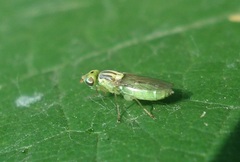 Meromyza pratorum