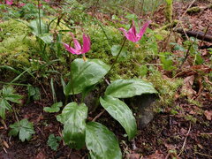 Erythronium revolutum