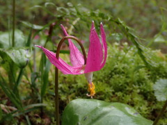 Erythronium revolutum