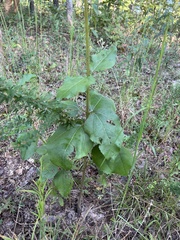 Helianthus silphioides
