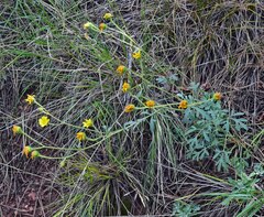 Hymenothrix dissecta