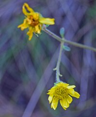 Hymenothrix dissecta