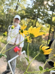 Helianthus silphioides