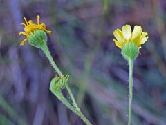 Hymenothrix dissecta
