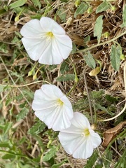 Convolvulus arvensis