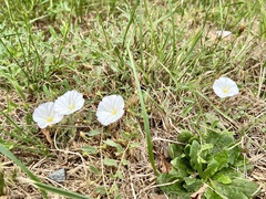 Convolvulus arvensis