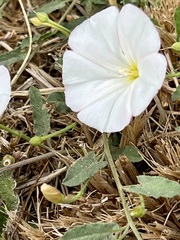 Convolvulus arvensis
