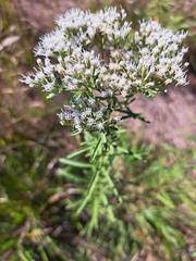 Eupatorium hyssopifolium