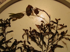 Potamogeton gramineus