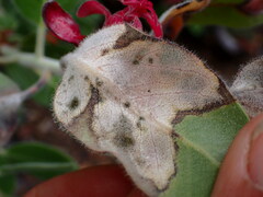 Exobasidium arctostaphyli