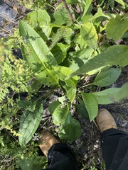 Symphytum officinale