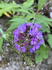 Buddleja davidii