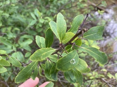Ilex mucronata