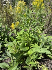 Symphytum officinale