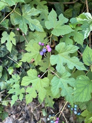 Ampelopsis