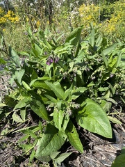 Symphytum officinale