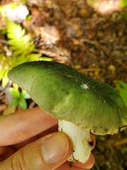 Heterophyllidia