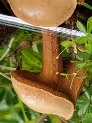 Chalciporus piperatus