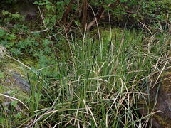 Carex aquatilis