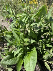 Symphytum officinale