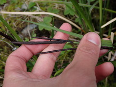 Carex aquatilis