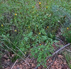 Bidens bipinnata