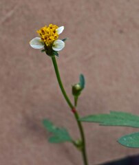Bidens bipinnata