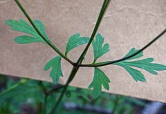 Bidens bipinnata