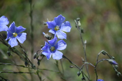 Linum perenne