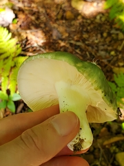 Heterophyllidia