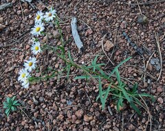 Symphyotrichum falcatum