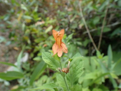Clinopodium mimuloides