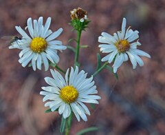 Symphyotrichum falcatum
