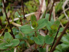 Hypericum scouleri