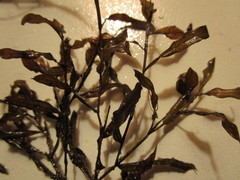 Potamogeton gramineus