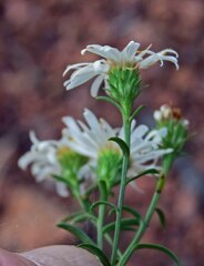 Symphyotrichum falcatum