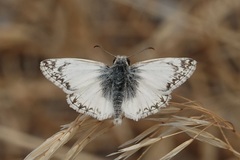 Heliopetes ericetorum