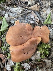 Omphalotus