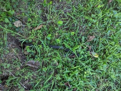 Lampropeltis holbrooki