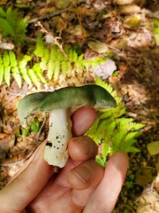 Heterophyllidia